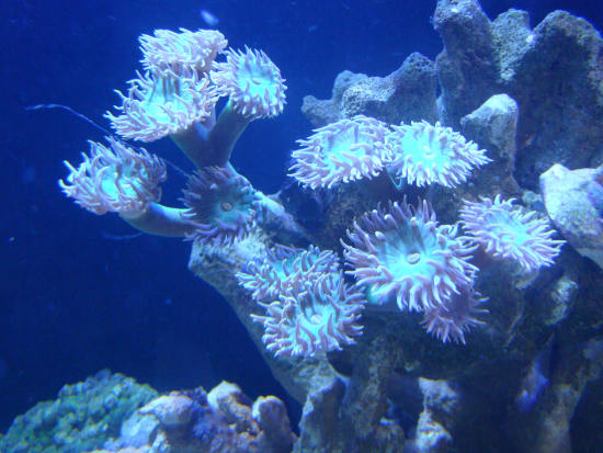  Duncanopsammia axifuga (Whisker Coral, Duncan Coral)